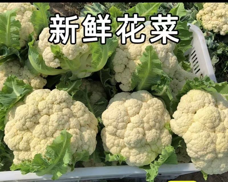 花菜松花菜青梗小米花菜湖北散花产地直发支持视频