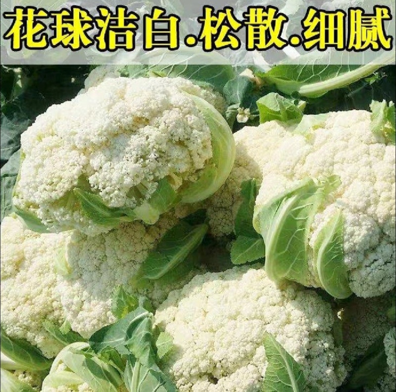 花菜松花菜青梗小米花菜湖北散花产地直发支持视频