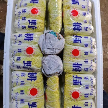【大娃娃菜】云南玉溪产地直供质量保证货源充足欢迎订购