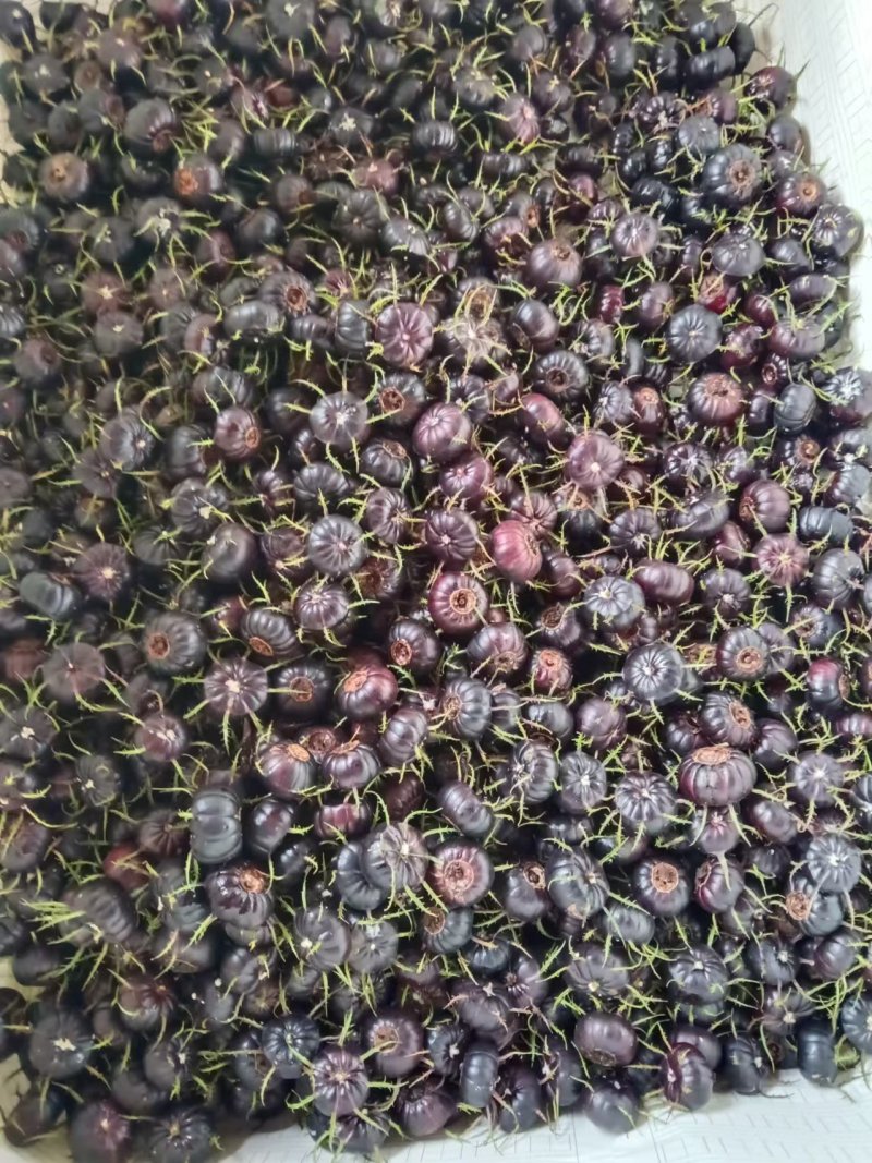 红果参