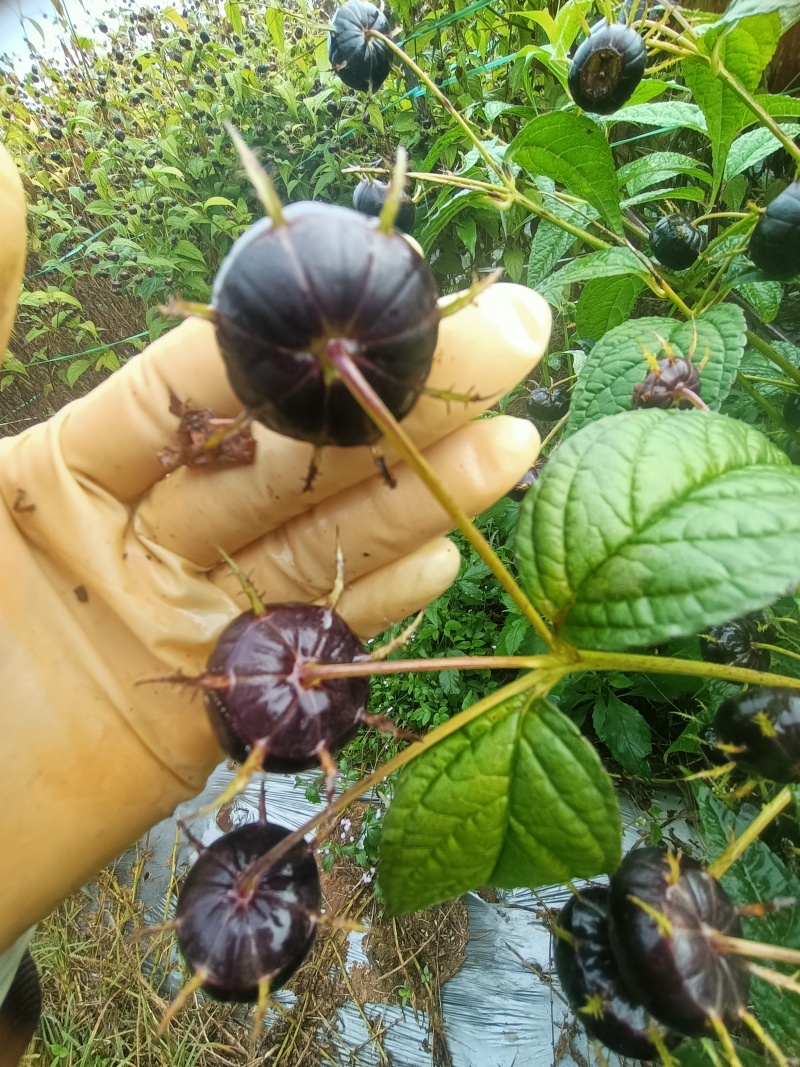 红果参