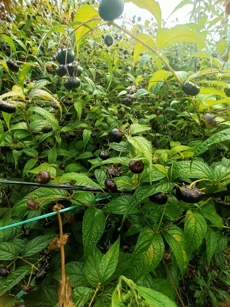 红果参