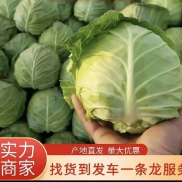 包菜圆甘蓝旺旺甘蓝铁头湖北甘蓝产地直发视频看货