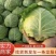 包菜圆甘蓝旺旺甘蓝铁头湖北甘蓝产地直发视频看货