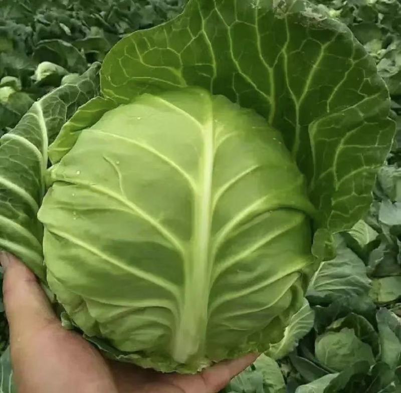 包菜圆甘蓝旺旺甘蓝铁头湖北甘蓝产地直发视频看货