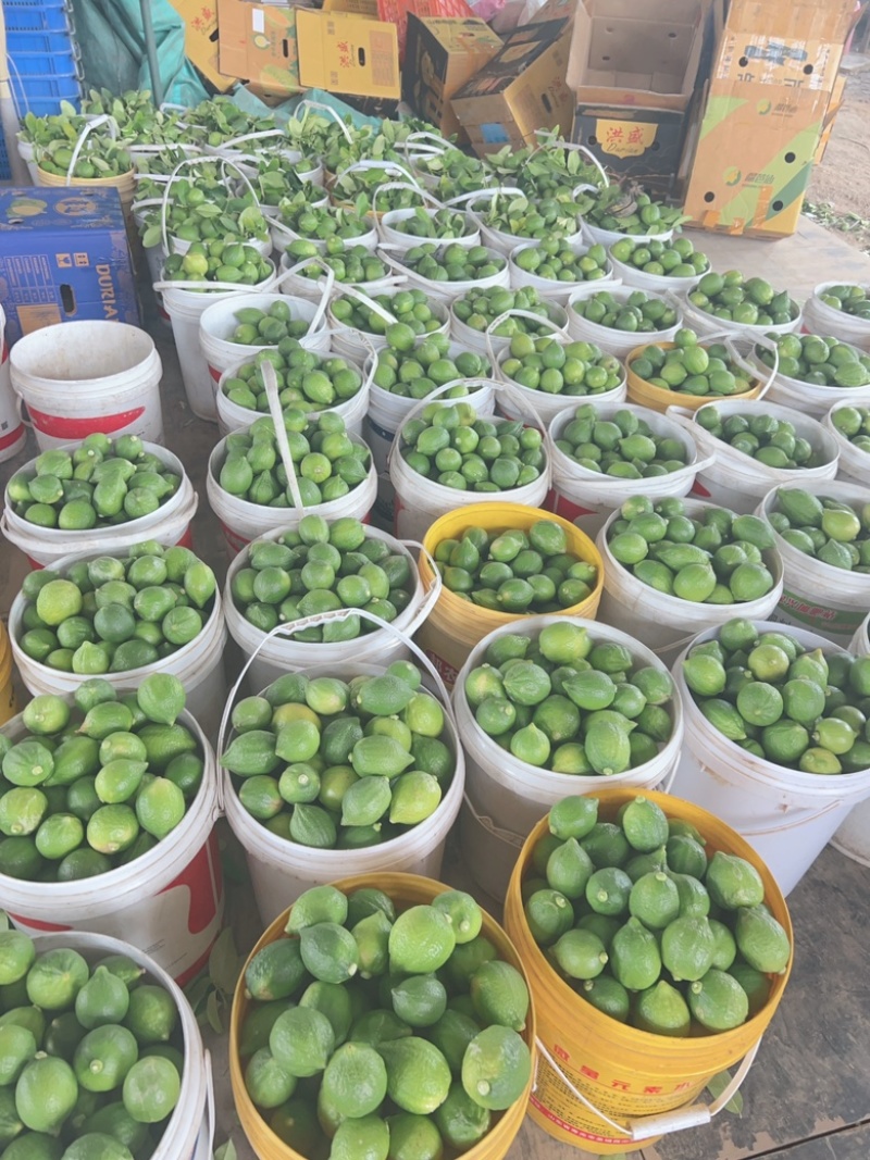 优质农产品-广东香水柠檬