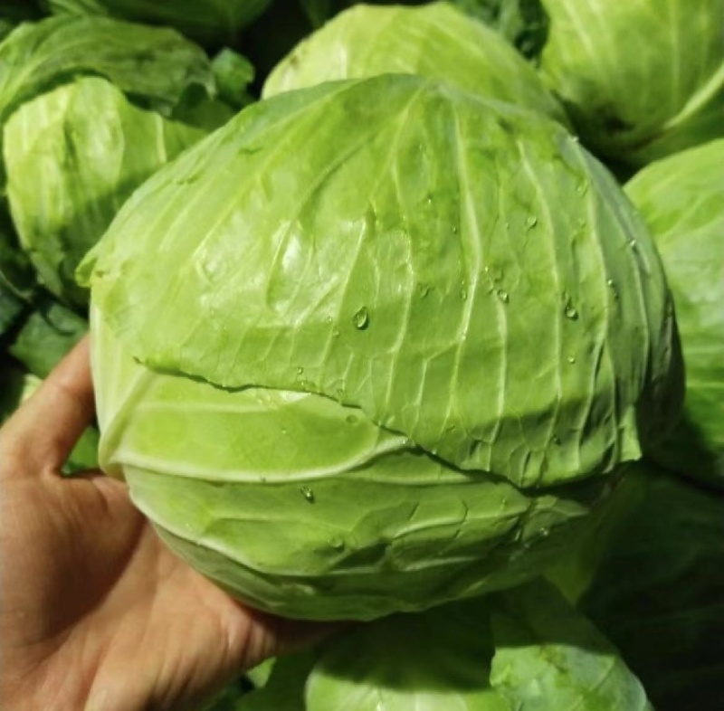 包菜圆甘蓝旺旺甘蓝铁头湖北甘蓝产地直发视频看货