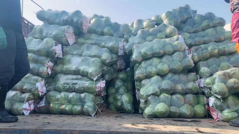 包菜圆甘蓝旺旺甘蓝铁头湖北甘蓝产地直发视频看货