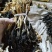 白菜干脱水白菜农家自然晒干