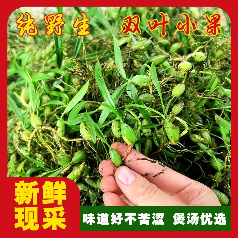 现采石橄榄新鲜双叶单叶中果500g果上叶煲汤小炖汤养生材