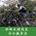 现采石橄榄新鲜双叶单叶中果500g果上叶煲汤小炖汤养生材