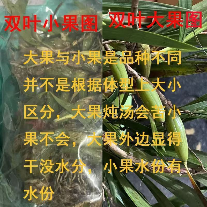现采石橄榄新鲜双叶单叶中果500g果上叶煲汤小炖汤养生材