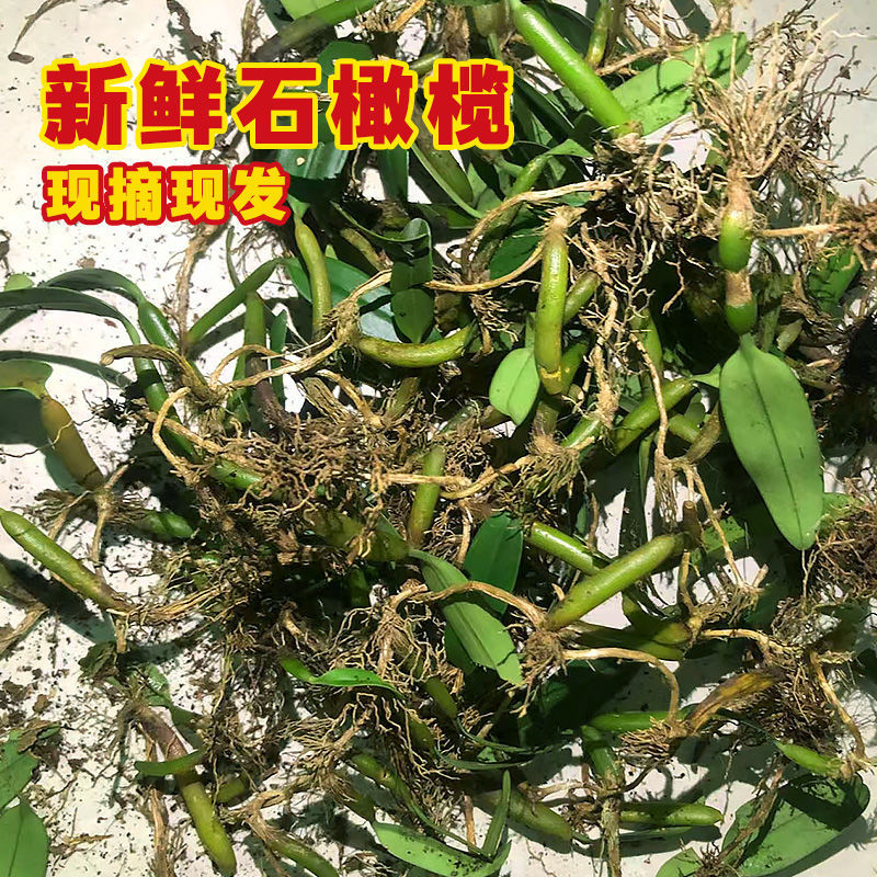 现采石橄榄新鲜双叶单叶中果500g果上叶煲汤小炖汤养生材