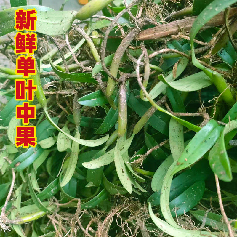 现采石橄榄新鲜双叶单叶中果500g果上叶煲汤小炖汤养生材
