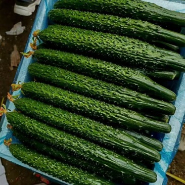 精品新苗黄瓜大量现货