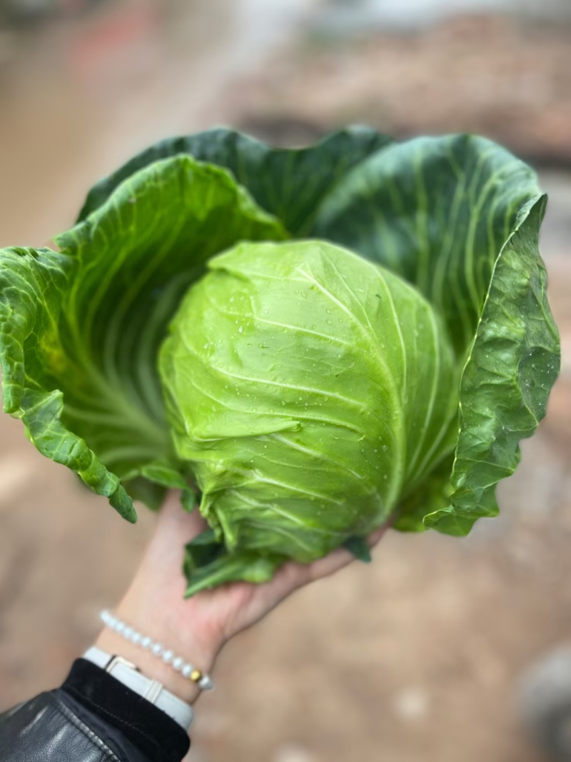 甘蓝圆圆包菜铁头包菜湖北甘蓝支持视频看货产地直发