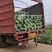 甘蓝圆圆包菜铁头包菜湖北甘蓝支持视频看货产地直发