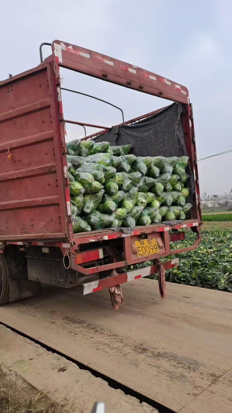 甘蓝圆圆包菜铁头包菜湖北甘蓝支持视频看货产地直发