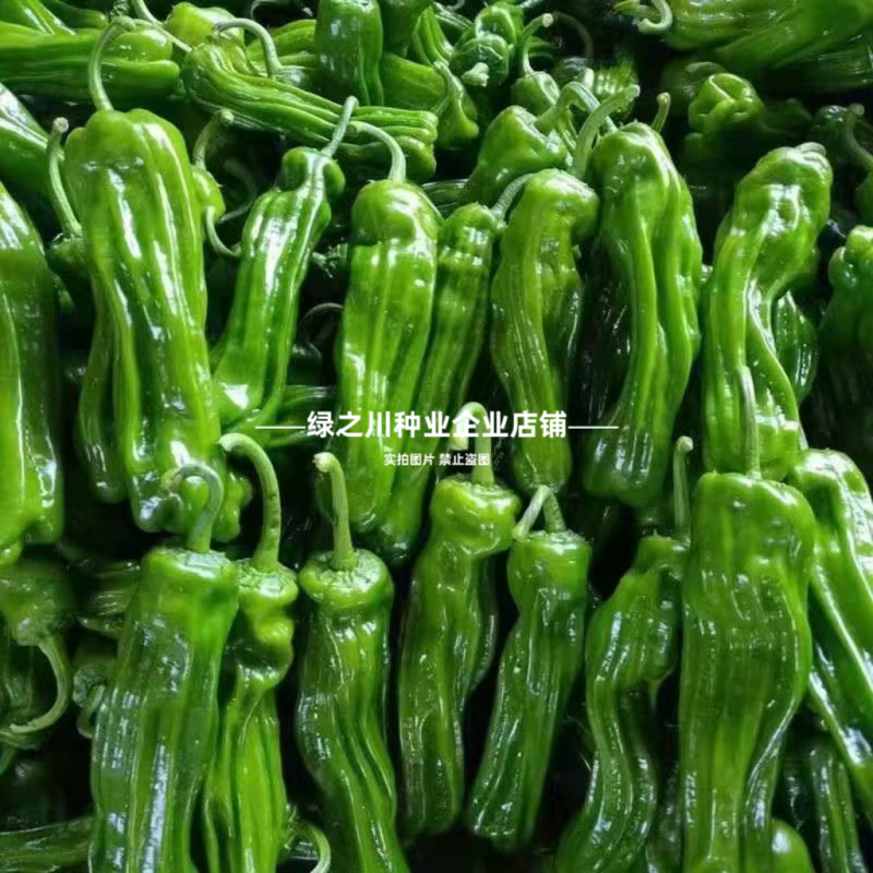 大家族薄皮椒种子薄优128薄皮辣椒种子特大果泡椒种子翠绿