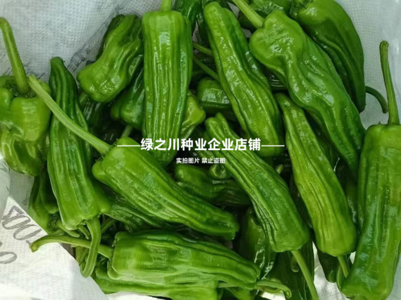 大家族薄皮椒种子薄优128薄皮辣椒种子特大果泡椒种子翠绿