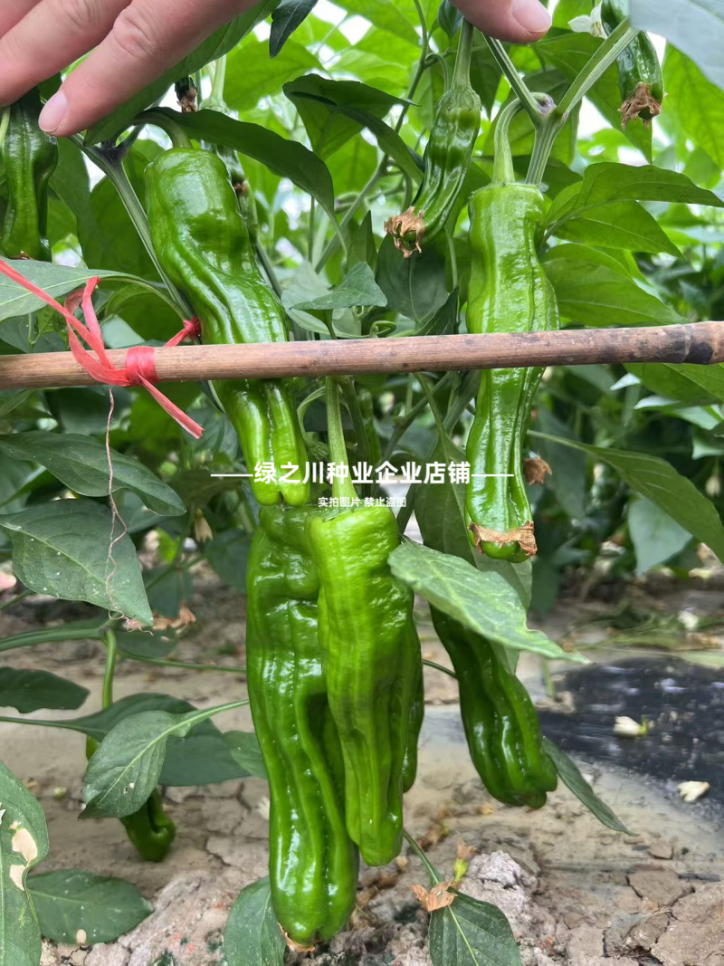 大家族薄皮椒种子薄优128薄皮辣椒种子特大果泡椒种子翠绿