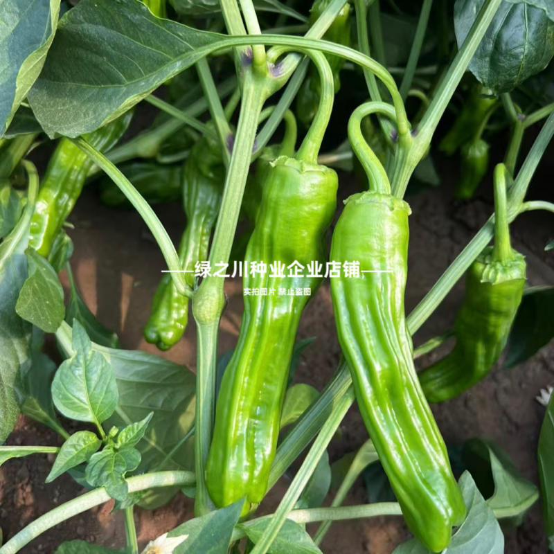 大家族薄皮椒种子薄优128薄皮辣椒种子特大果泡椒种子翠绿