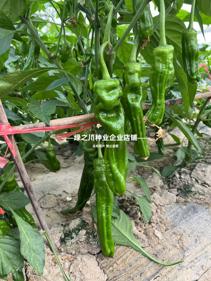 大家族薄皮椒种子薄优128薄皮辣椒种子特大果泡椒种子翠绿