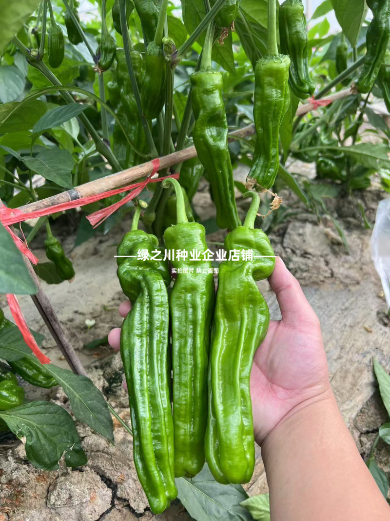 大家族薄皮椒种子薄优128薄皮辣椒种子特大果泡椒种子翠绿