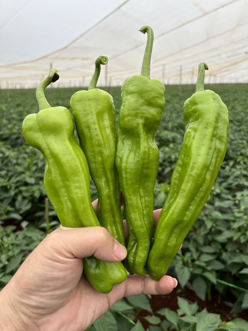 薄皮椒5~10厘米中辣徐闻基地直供质量保证全国发货