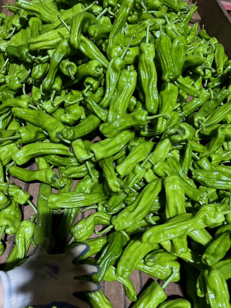薄皮椒5~10厘米中辣徐闻基地直供质量保证全国发货