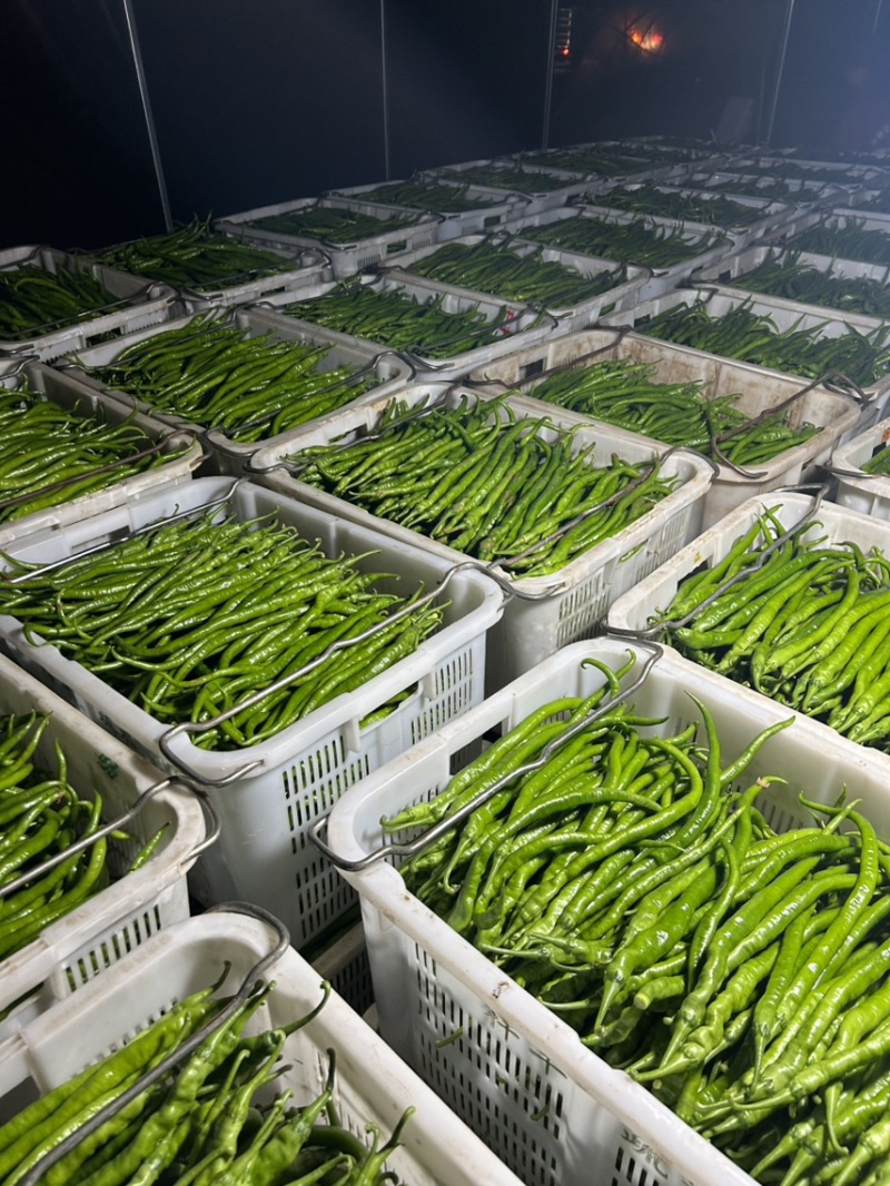精品线椒大量上市广东徐闻产地直发质量保证量大优惠