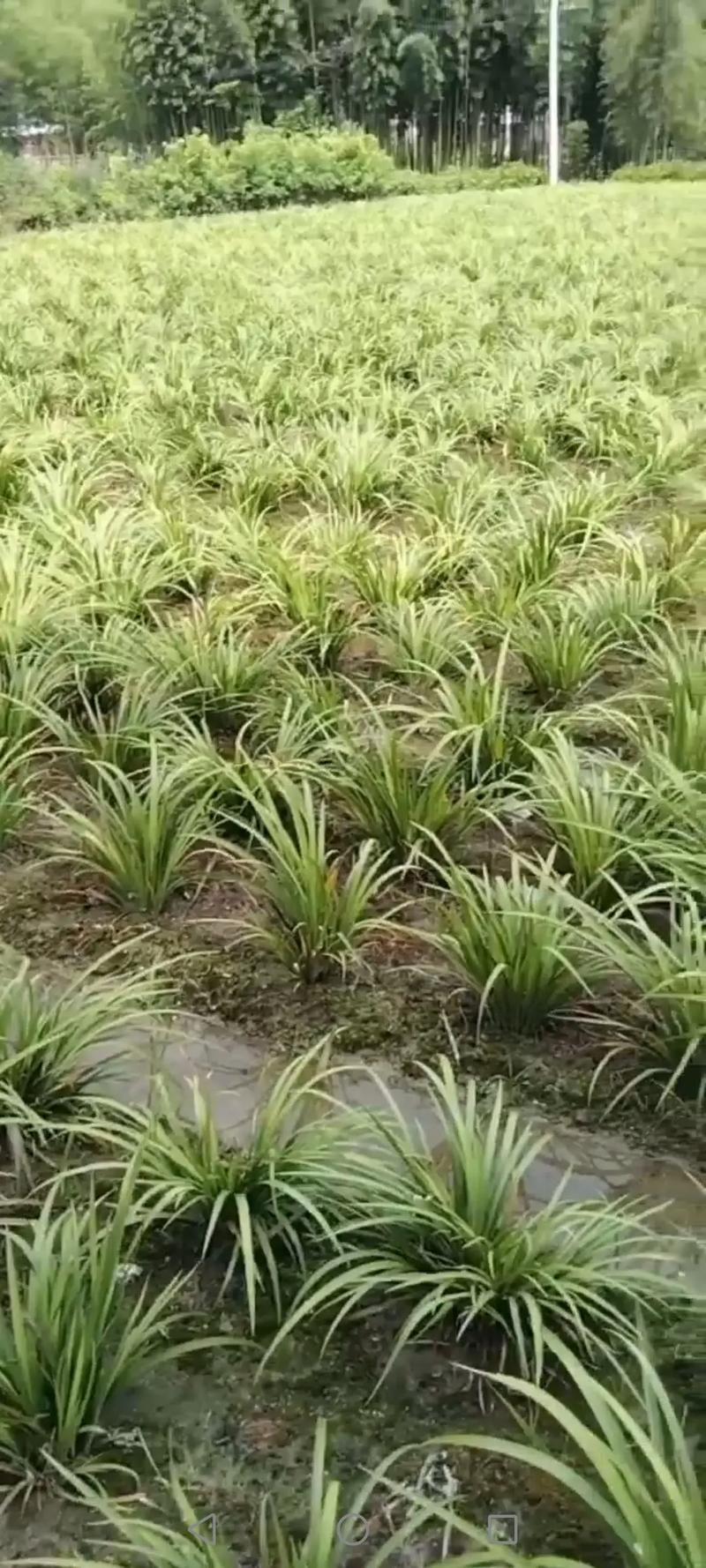 石菖蒲品种纯正