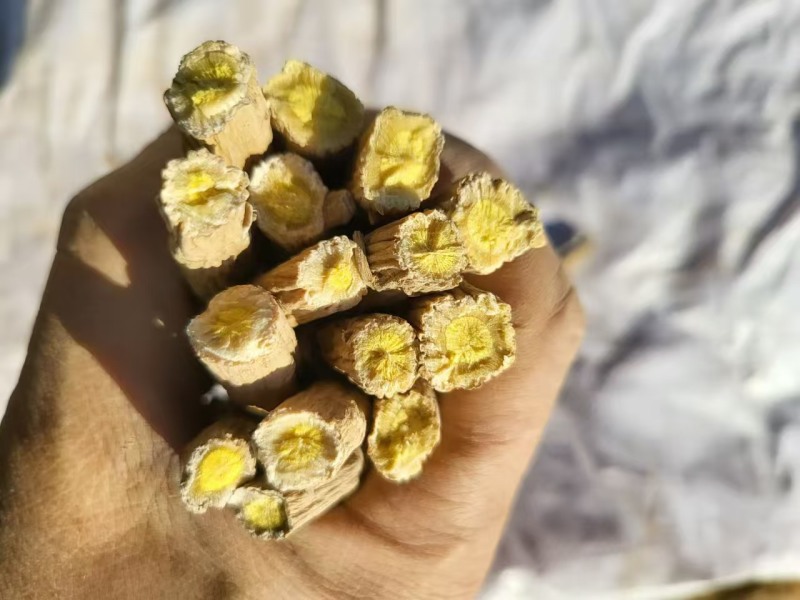 板蓝根节