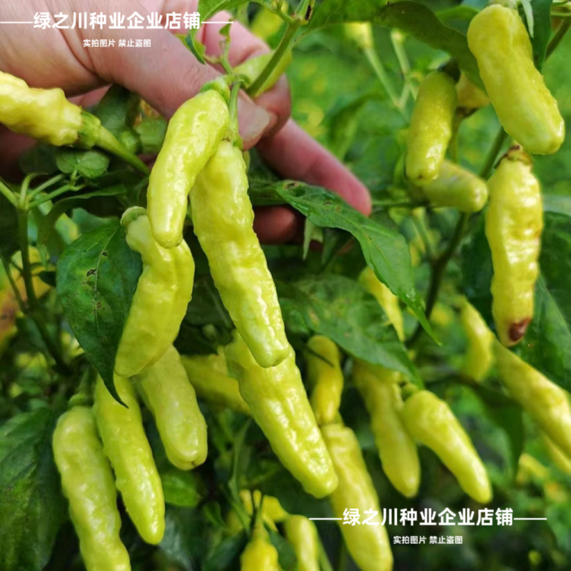 小米辣泡椒种子特辣大果型凤爪泡椒白米辣种籽香辣朝天椒种子