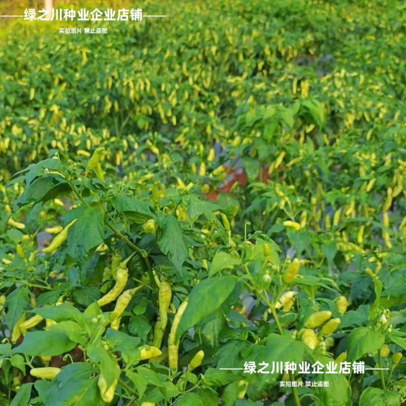 小米辣泡椒种子特辣大果型凤爪泡椒白米辣种籽香辣朝天椒种子