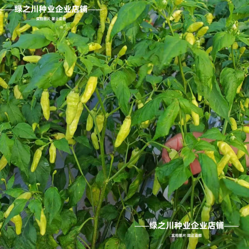 小米辣泡椒种子特辣大果型凤爪泡椒白米辣种籽香辣朝天椒种子