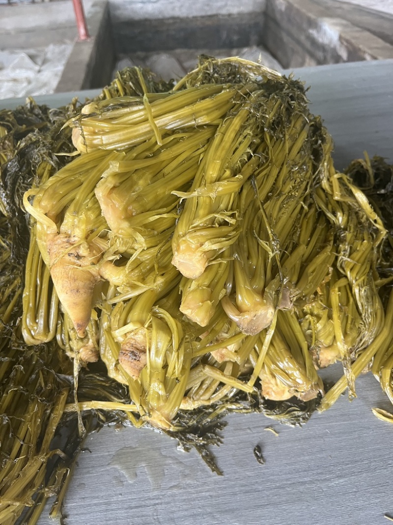 腌制雪里蕻盐菜，大量供应保证质量欢迎电话联系
