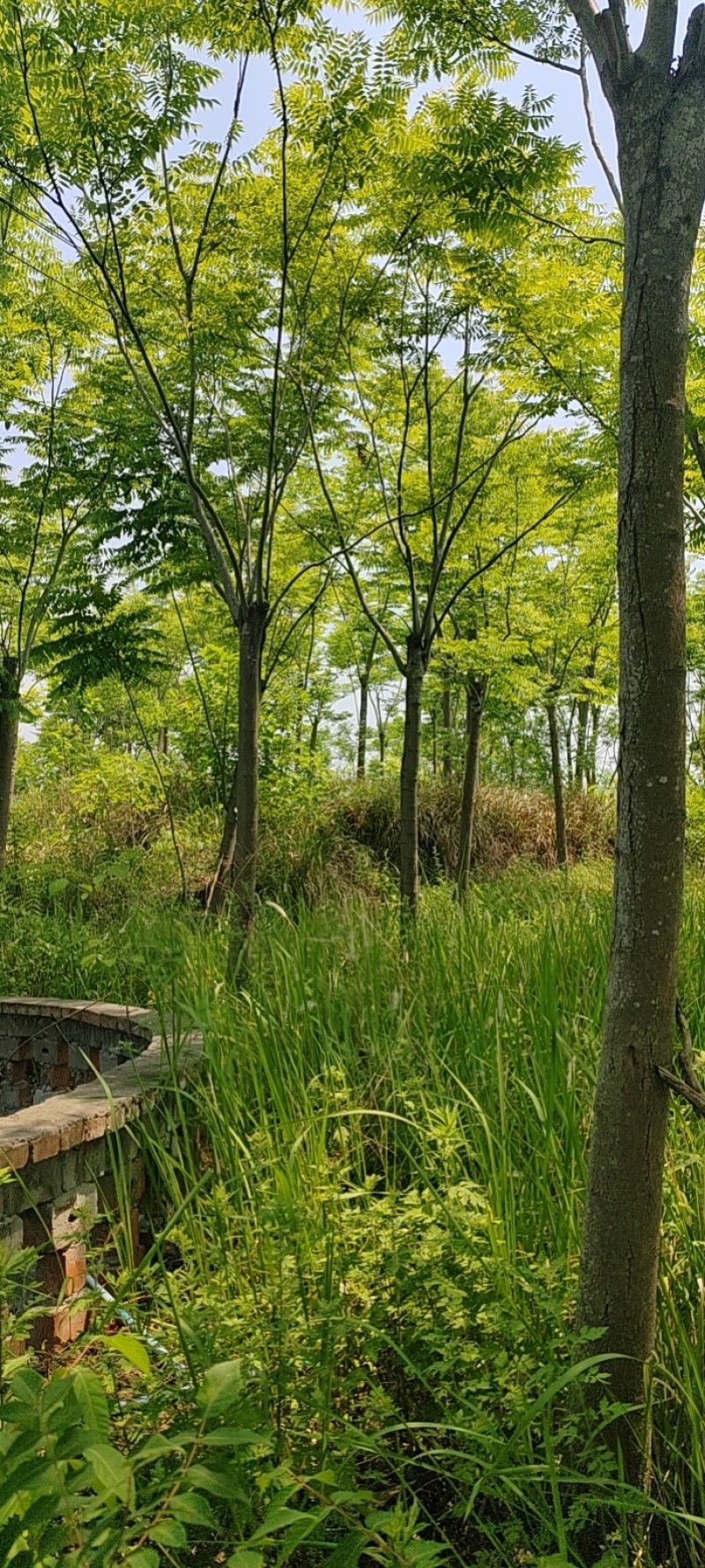 熟货栾树