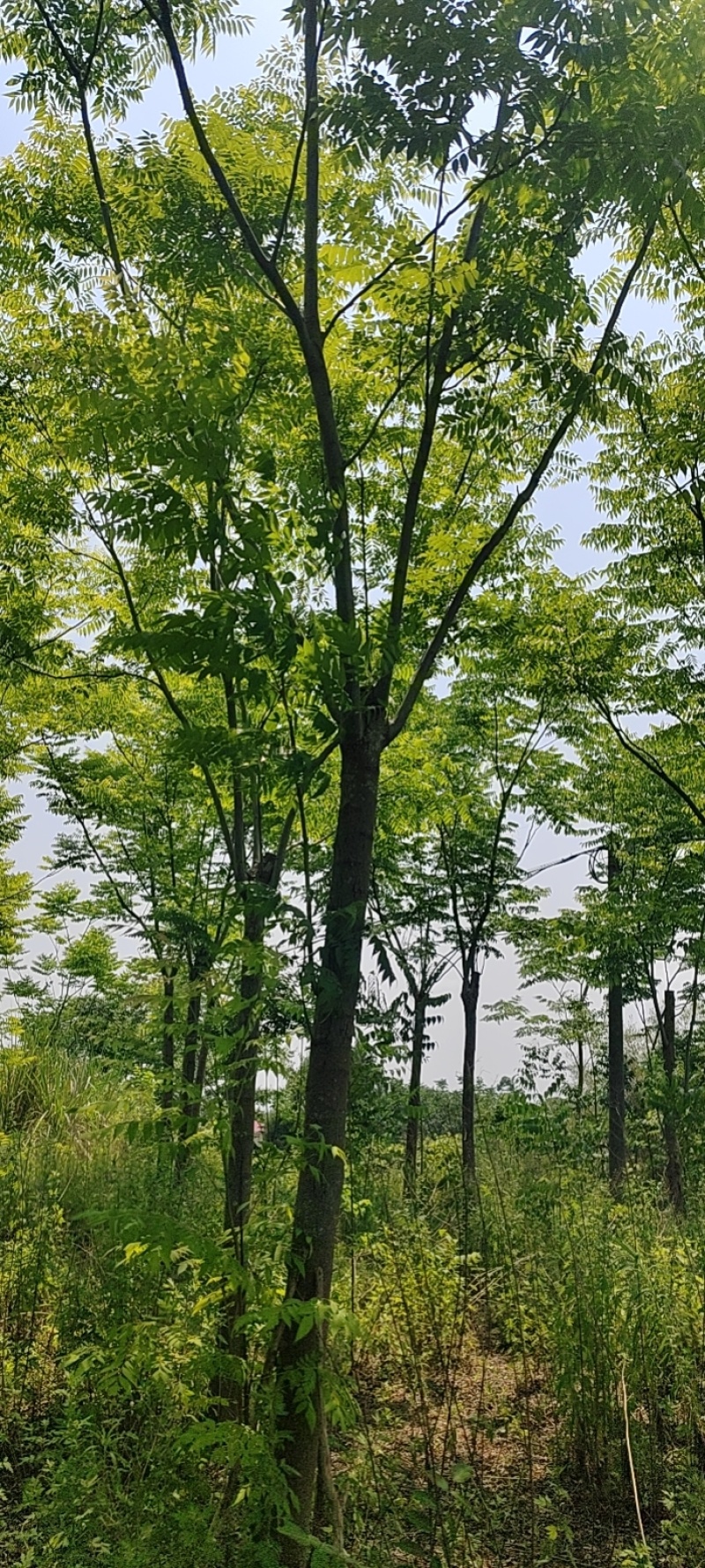 熟货栾树