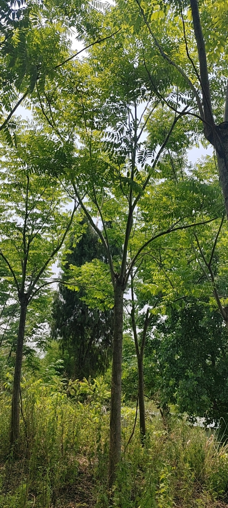 熟货栾树