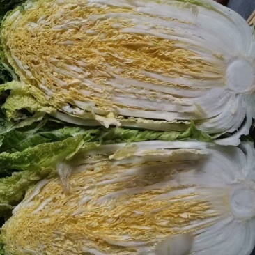 黄心大白菜大量上市，价格便宜，毛毛钱，有需要的可以联系