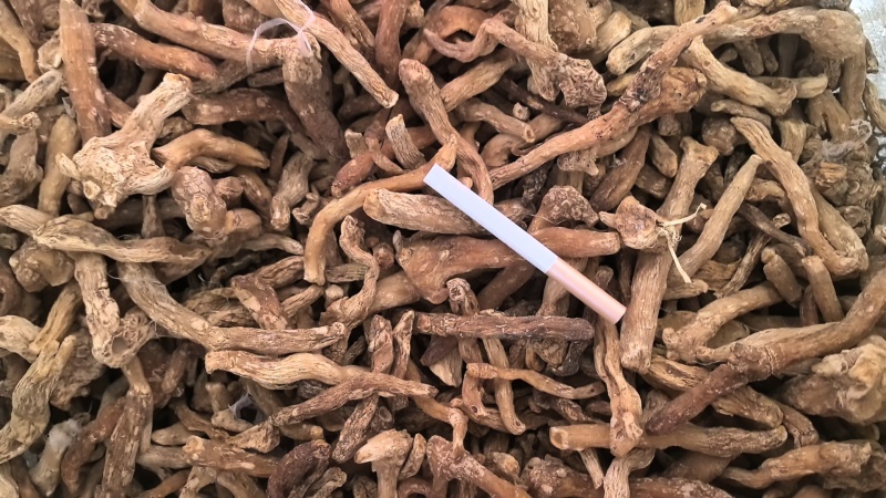 大量供应东北鸡头黄精干货产地直供欢迎老板咨询致电！