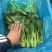 上海金山广东菜心青菜一手货源农户对接基地直供