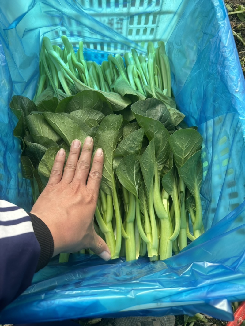 上海金山广东菜心青菜一手货源农户对接基地直供