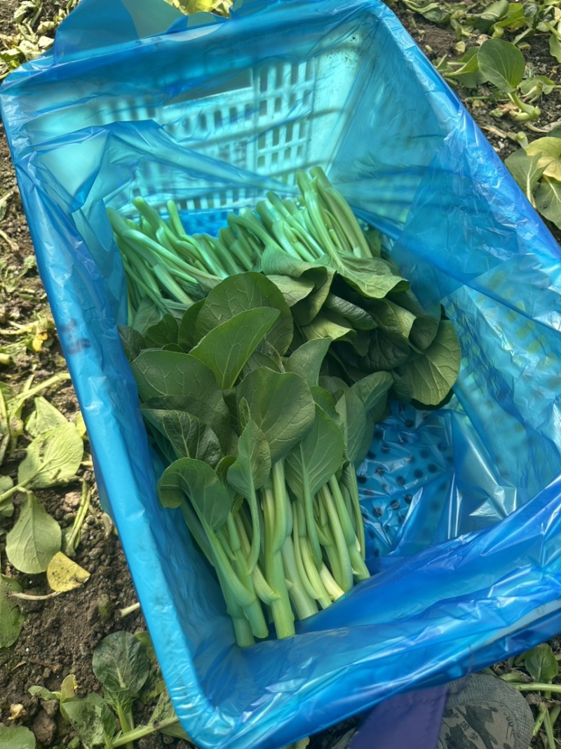 上海金山广东菜心青菜一手货源农户对接基地直供