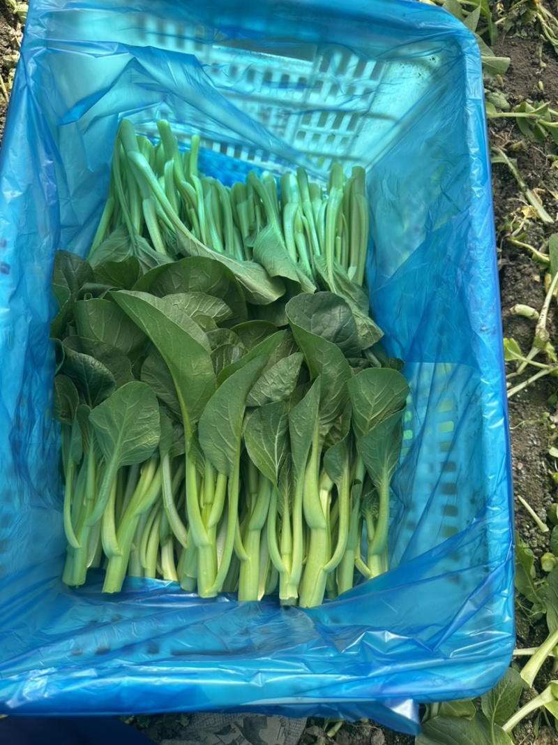 上海金山广东菜心青菜一手货源农户对接基地直供