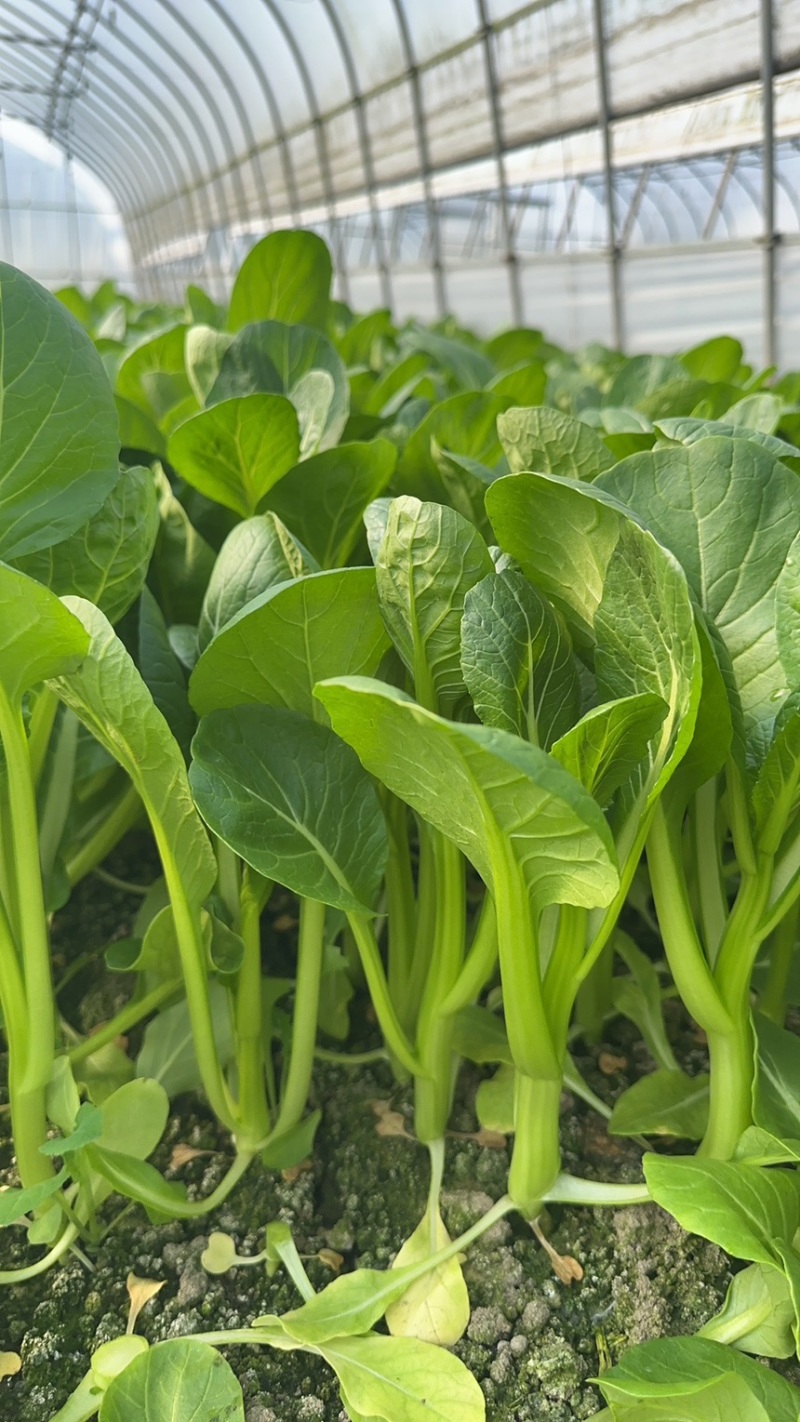 上海金山广东菜心青菜一手货源农户对接基地直供