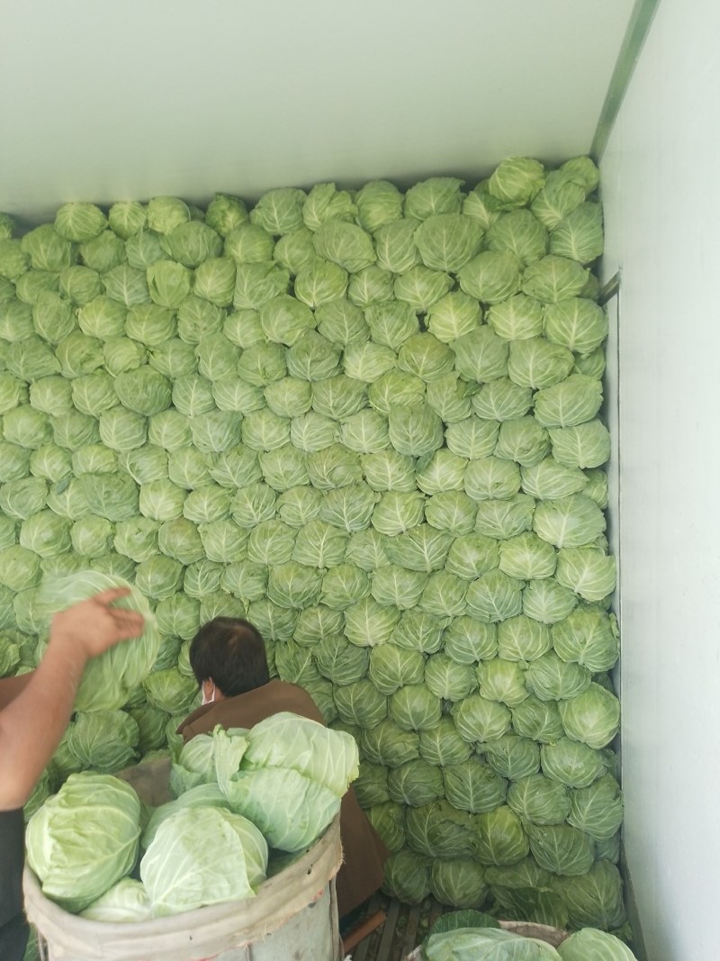青州市万亩精品甘蓝大量上市，价格超低！