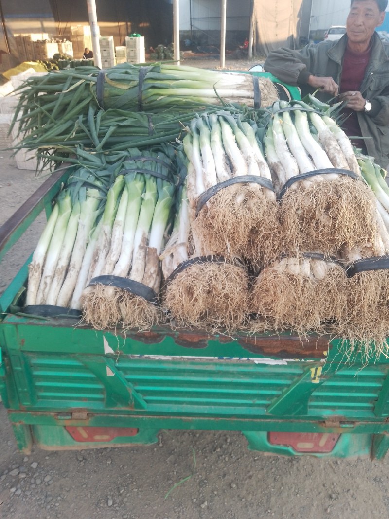 山东青州精品大葱大量上市中，价格略涨，有需要的朋友速度联