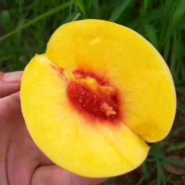 桃树苗黄金蜜4号嫁接桃树苗脆甜桃子树苗特大